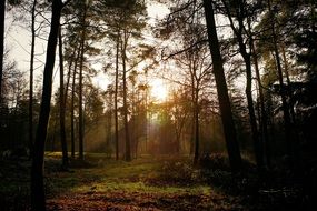 sunlight in the background of the forest