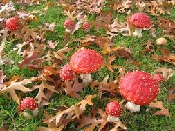 toadstools on green grass among dry leaves