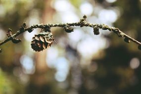 larch branch with cone