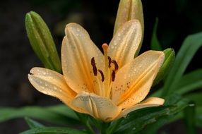 light orange lily in drops of water close-up