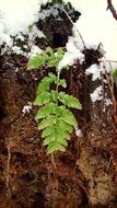green fern on snowy ground