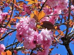 blooming cherry in sunny spring day