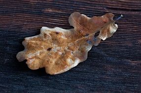 old oak leaf