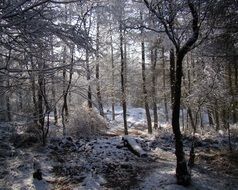 sunny Winter morning in forest