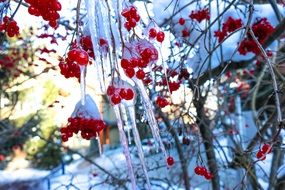 viburnum in the snow