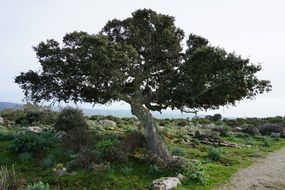 bonsai tree near the road