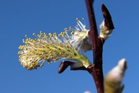 Pussy Willow Bloom Spring season view