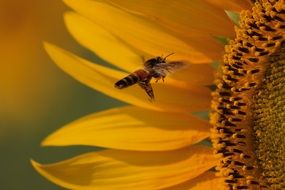 Honeybee in flight at Sunflower, macro