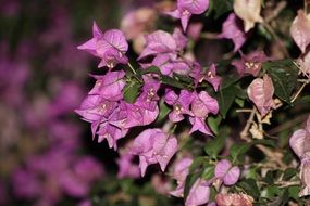 green bush with small pink flowers