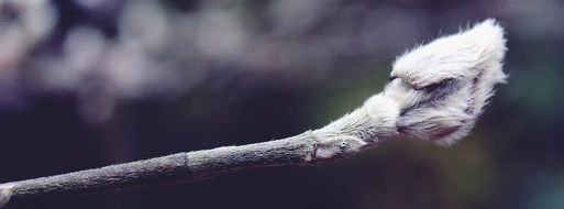 Pussy Willow Tree Nature Plant