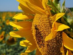 maturing sunflower blossom