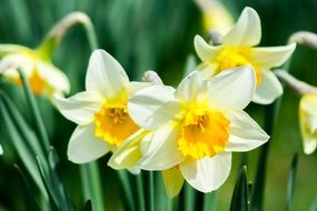 daffodil flower in the summer sun