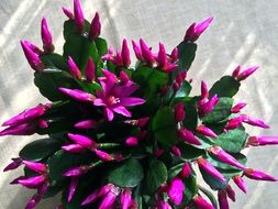 Purple weihnachtskaktus