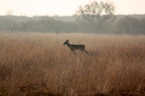 Deer Field