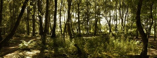 green dense forest in summer day