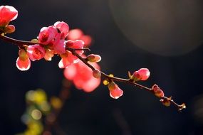 red Chaenomeles flowers on branch at dark bokeh background