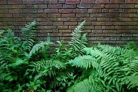Embryophyta fern growing against wall
