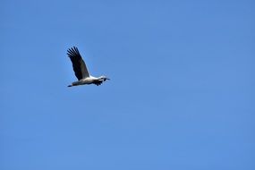 rattle stork in flight