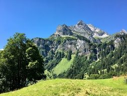 panorama of green forest in the alps