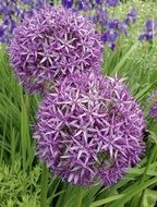 awesome Starlight-Lauch Allium
