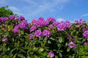 purple rhododendron as a shrub