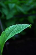 green leaves of a plant with drops of water