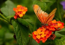 butterfly amazing wings