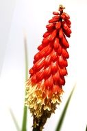 red yellow garden flower