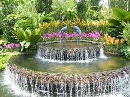 orchids near the waterfall in singapore