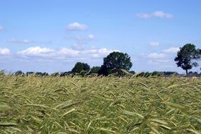 Harvest festival of corn