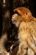 pretty Monkey Forest Zoo