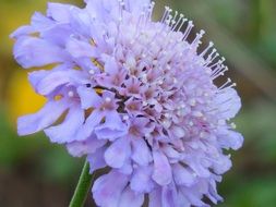 pincushion flower or Scabiosa