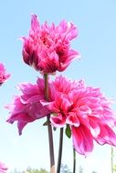 pink dahlias against a clear sky