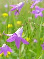 purple bells on a background of yellow meadow flowers