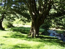 trees along the stream on a sunny day