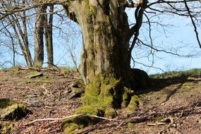 green moss on old beech
