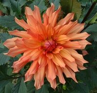 orange dahlia in Kolkata