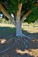white Trunk and Roots of Tree