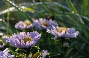 wet purple flowers in the morning