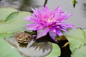 frog near a purple water lily on the water