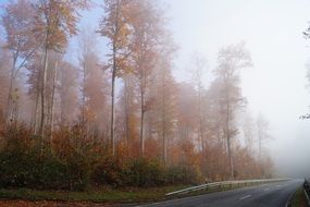 golden autumn in a foggy forest