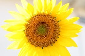 Beautiful bright Yellow Sunflower