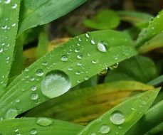 Wet Water Drops on green leaves