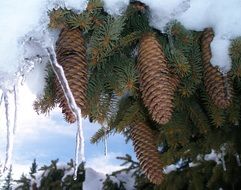 Close-up of the beautiful pine cones on a branch with green needles under the snow