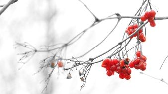 red berries on a bare branch close-up