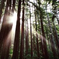 Sun Rays in California Forest