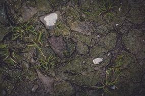 wet forest floor