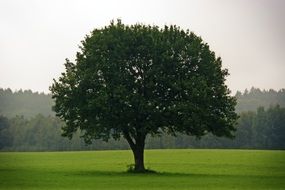 green tree among green field