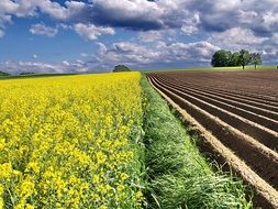 rape field with yellow flowers
