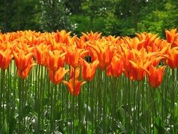 orange-yellow tulips on a flowerbed in the Netherlands
